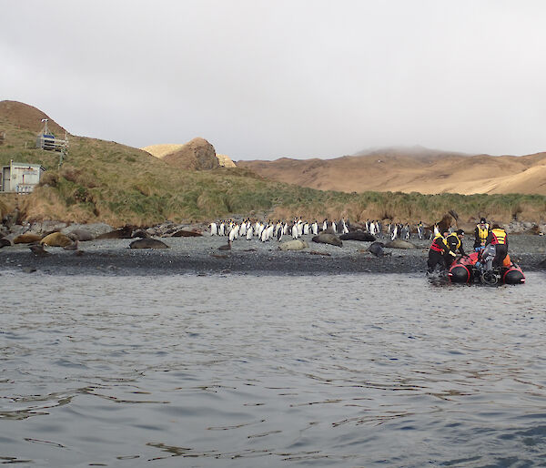 An IRB pulls up to the beach at Green Gorge. King penguins and elephant seal pups line the beach