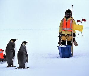 woman stands on ice near emperor penguins