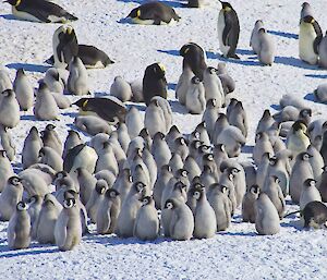 A huddle of penguins, mostly emperor chicks