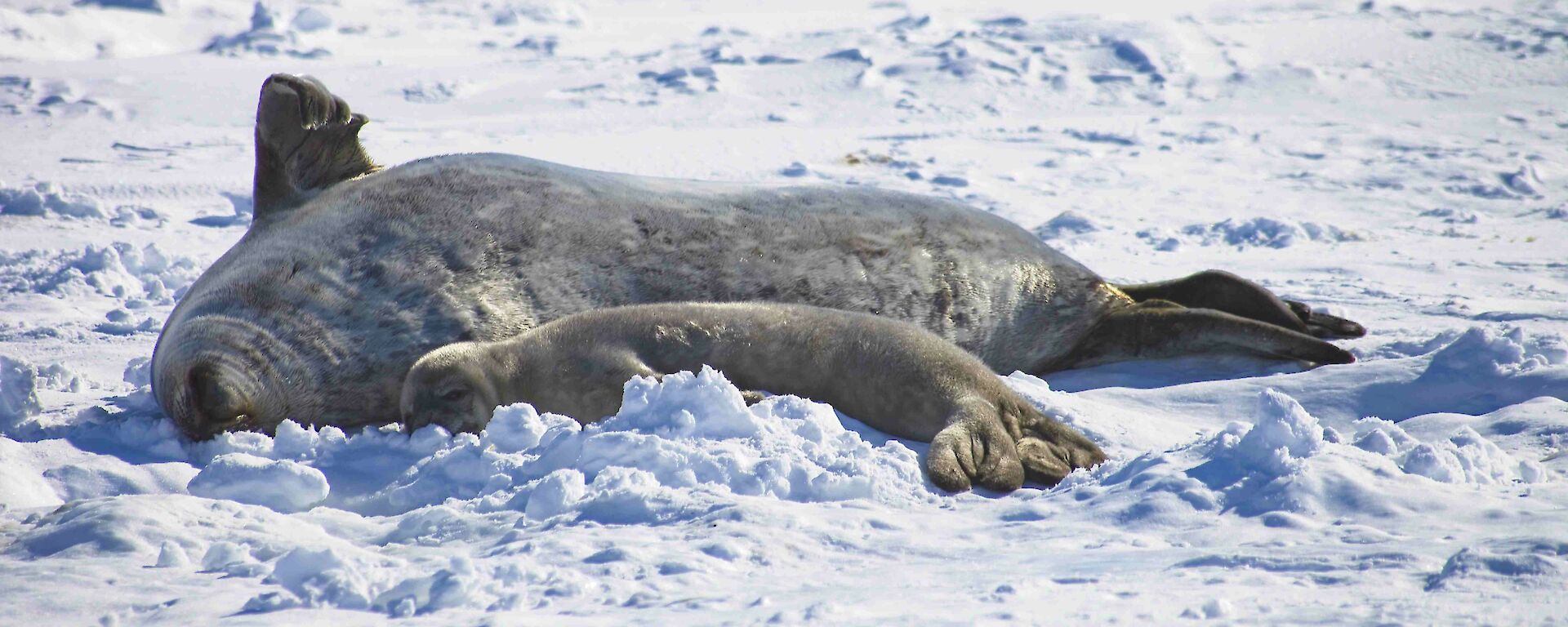 A mother seal lies relaxing on her back with her baby by her side