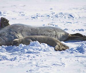 A mother seal lies relaxing on her back with her baby by her side
