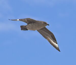 A skua in flight against a perfect blue sky