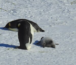 Two adult emperor penguins with a baby flat on its tummy