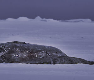 Female Weddell seal and pup lying in the snow