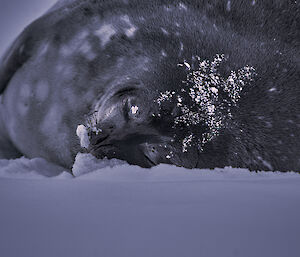 Close up of a sleeping Weddell seal's snowy face