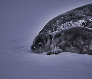 A Weddell seal pup on the snow covered sea ice