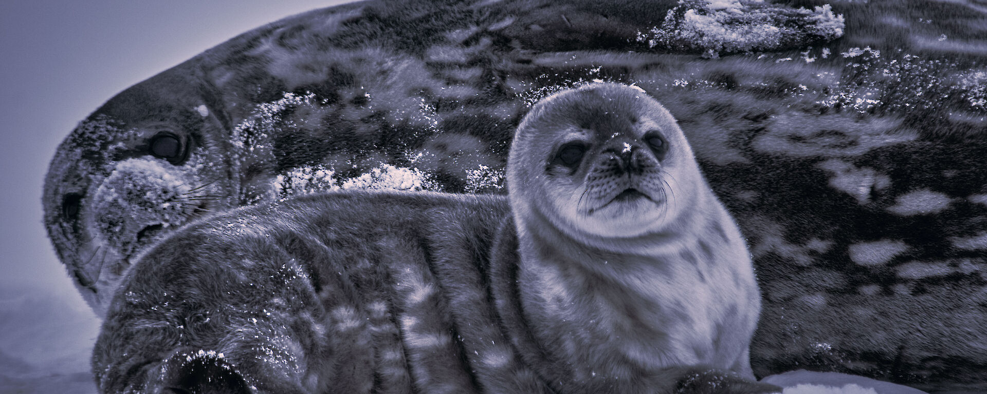 A furry Weddell seal pup lies next to its mum who has a snow covered nose