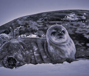 A furry Weddell seal pup lies next to its mum who has a snow covered nose