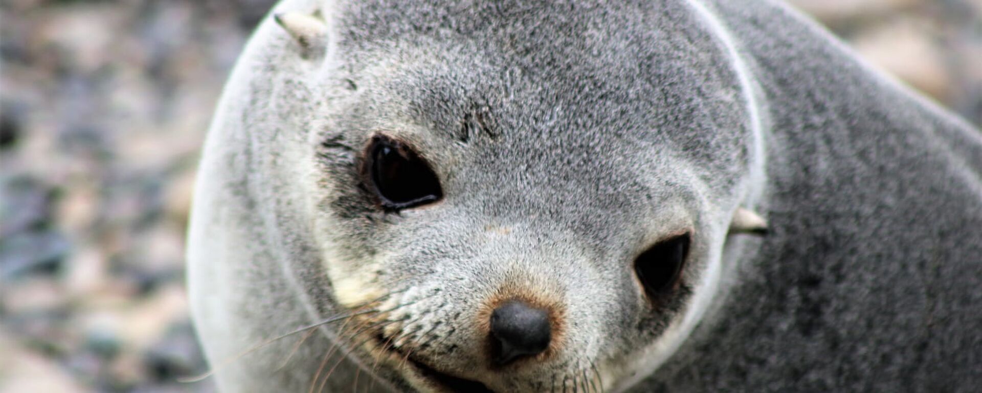 Close up of a grey female fur seal face