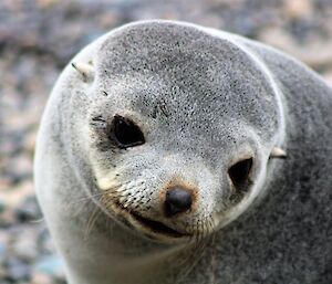 Close up of a grey female fur seal face