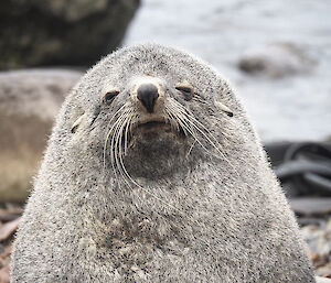 Close up of a male fur seal face with white whiskers