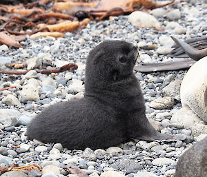 Small black furry baby fur seal sitting upright on the beach