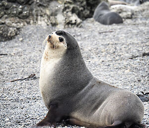 Sub Antarctic fur seal male standing upright on the beach