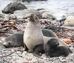 Two adult female fur seals with a black fluffy fur seal alongside them on the beach