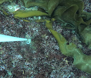 A pole under the water reaching down to the sea floor.  Seaweed can be seen on the sea floor.