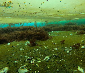 The floor of the sea underneath a sheet of ice showing empty shells and seaweed