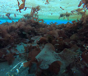 The floor of the sea underneath a sheet of ice showing kelp and other seaweed