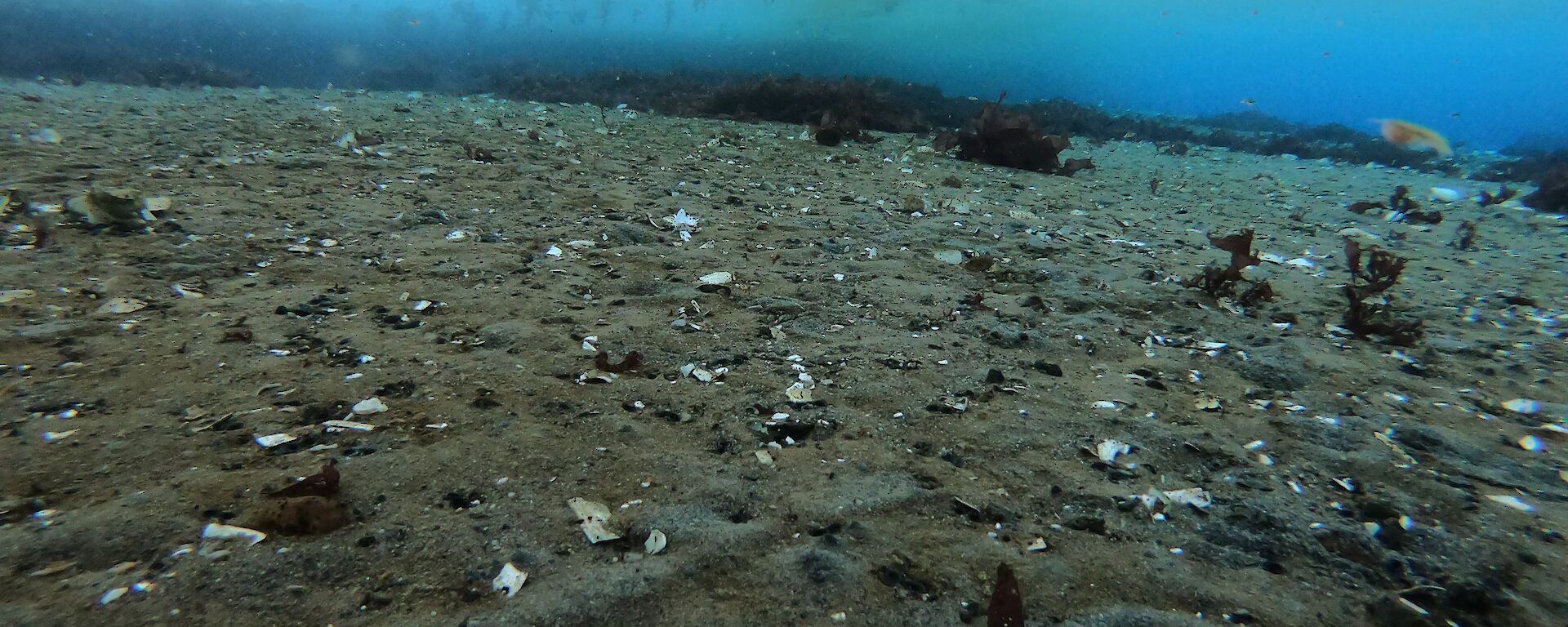 The floor of the sea underneath a sheet of ice