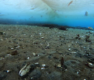 The floor of the sea underneath a sheet of ice