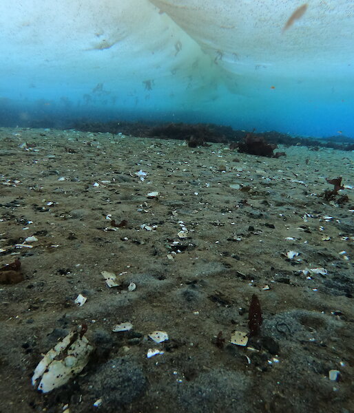 The floor of the sea underneath a sheet of ice