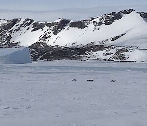 Looking across an expanse of sea ice to the snowy mountains in the background.  4 penguins toboganning in the distance.