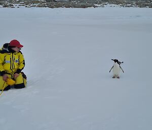 Adélie penguin walking up to expeditioner who is kneeling on the sea ice, holding a rope.