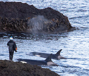 2 orcas swim within metres of an expeditioner standing on a rocky point