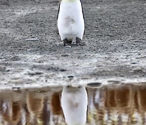A king penguin chick with only its head covered in the brown down walking to camera, with an identical image reflected in a puddle.