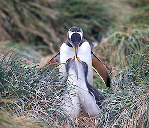 2 gentoo penguin chicks in the grass with their parent feeding them. The chicks are about 3 quarters of the size of the adult