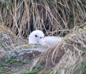 A fluffy white giant petrel chick sits on a nest.