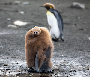 A young king penguin chick moulting. The chick has a bald spot on top of its head.