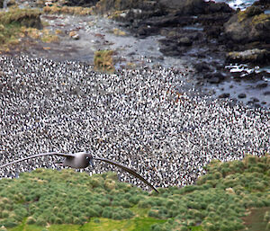A light-mantled albatross flies over a large royal penguin colony