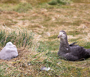 A northern giant petrel sits with its fluffy chick on a nest