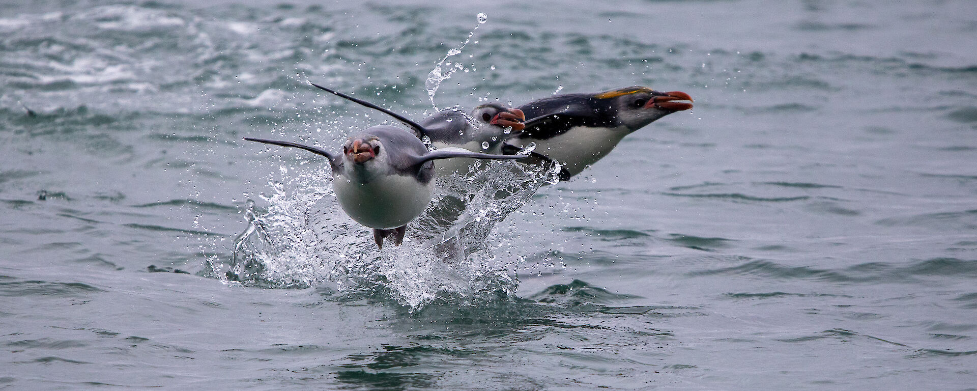 3 royal penguins jumping out of the water as they swim back into shore.