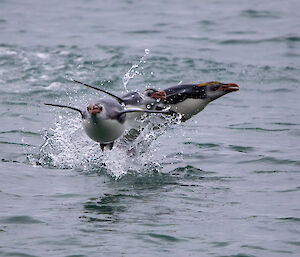 3 royal penguins jumping out of the water as they swim back into shore.