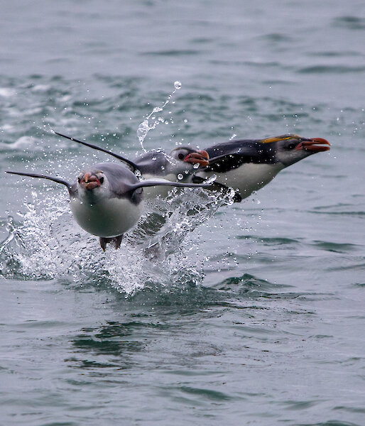 3 royal penguins jumping out of the water as they swim back into shore.