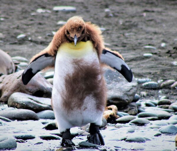A moulting king penguin chick walks towards the camera half covered in down