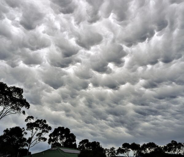 mammatus clouds