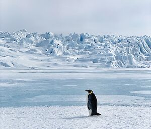 A single emperor penguin standing on an frozen river