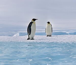 Emperor penguins on a frozen ocean