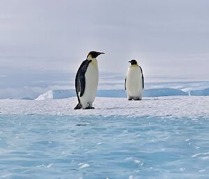 Emperor penguins on a frozen ocean
