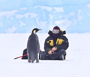 An expeditioner sits on the ice face to face with an emperor penguin approaching him