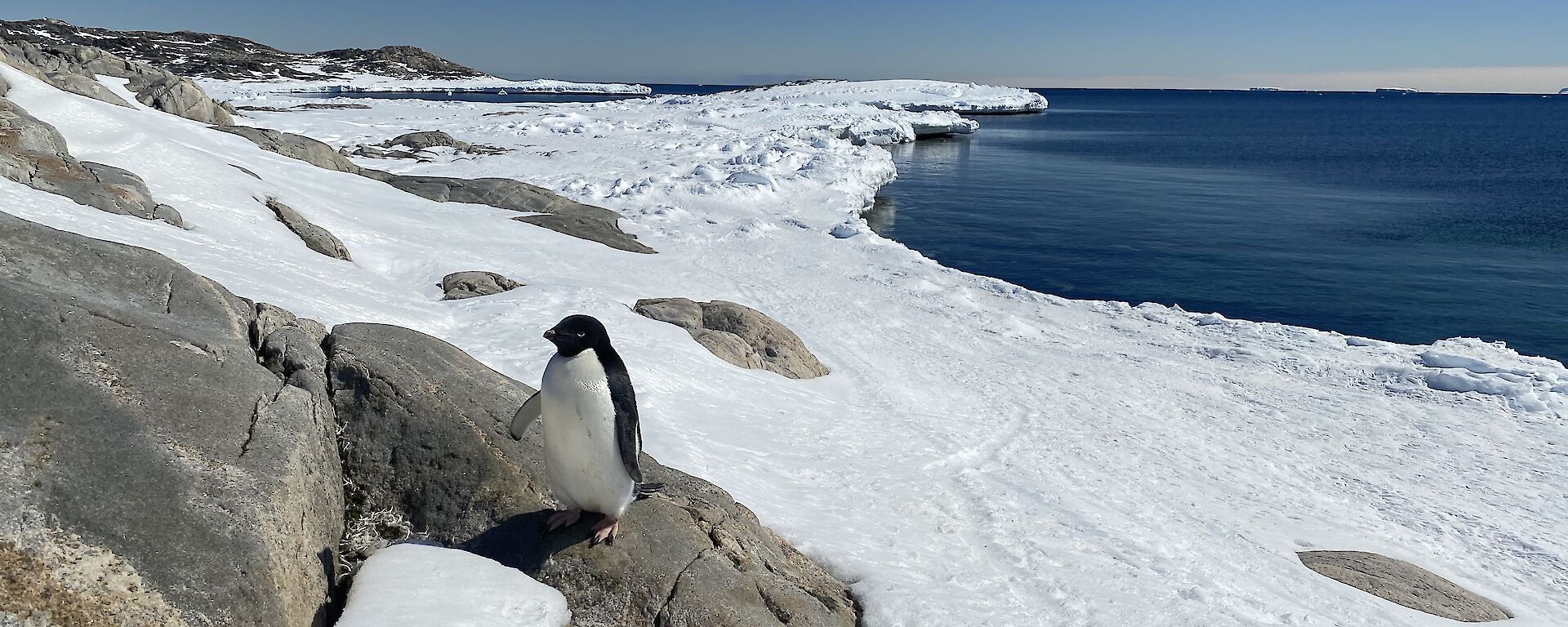 An Adelie penguin standing on a rock close to camera.  The sea and snow in the background