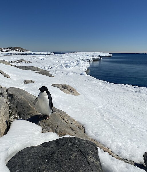 An Adelie penguin standing on a rock close to camera.  The sea and snow in the background