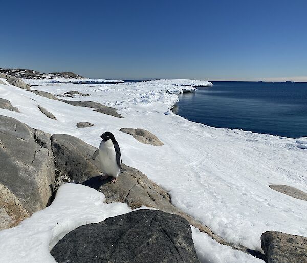 An Adelie penguin standing on a rock close to camera.  The sea and snow in the background