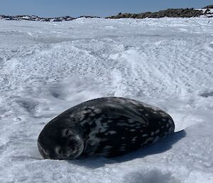 A sleepy seal lies on the ice to the front of the image
