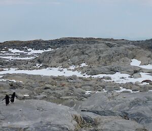 Three Adélie penguins walking over rocks back to the main penguin colony.