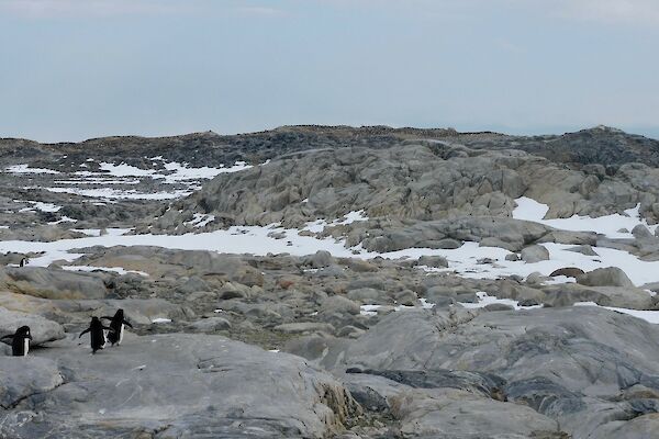 Three Adélie penguins walking over rocks back to the main penguin colony.