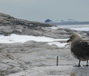 Skua bird perched on rock. Penguin colony in the distance. Ocean at back of image.