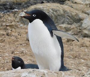 Two nesting Adélie penguins, one in foreground is holding a rock in its beak.